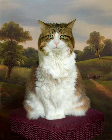 Portrait of Cat Foto de stock - Con derechos protegidos, Código: 700-01595871