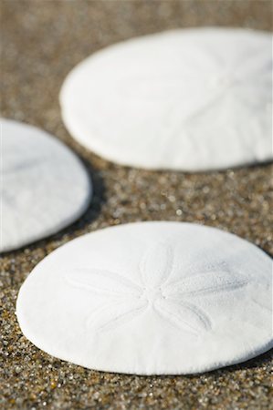 Close-up of Sand Dollars Stock Photo - Rights-Managed, Code: 700-01596097
