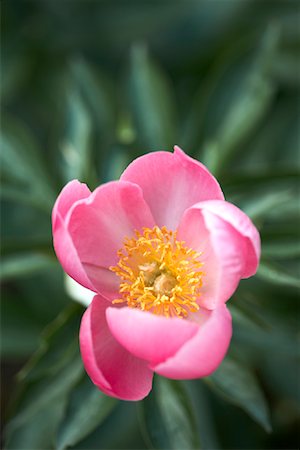 peonia - Herbaceous Peony Foto de stock - Con derechos protegidos, Código: 700-01596136