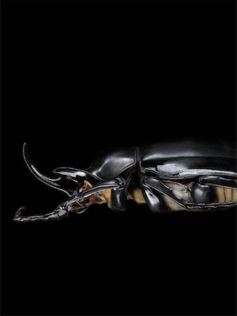 Gros plan d'insecte Photographie de stock - Rights-Managed, Code: 700-01604057