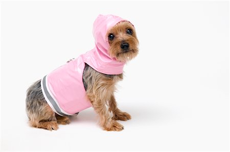 Puppy Wearing Raincoat Foto de stock - Con derechos protegidos, Código: 700-01606909