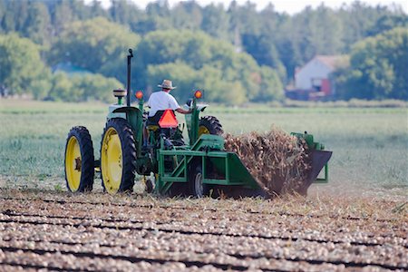 farm harvesting equipment - Farmer Harvesting Onions Stock Photo - Rights-Managed, Code: 700-01606925