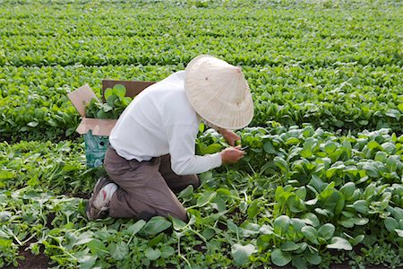 Farmer Picking Spinach Fotografie stock - Rights-Managed, Codice: 700-01606929