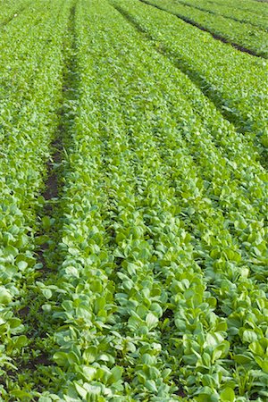 Spinach Field Foto de stock - Con derechos protegidos, Código: 700-01606931