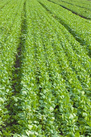 Spinach Field Foto de stock - Direito Controlado, Número: 700-01606931