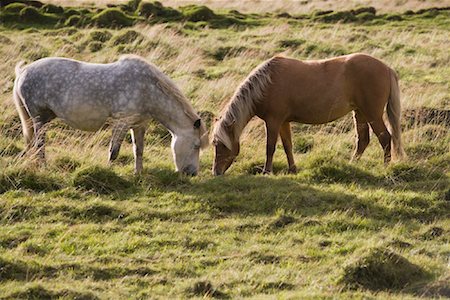 simsearch:6119-08724887,k - Icelandic Horses, Iceland Foto de stock - Con derechos protegidos, Código: 700-01614385