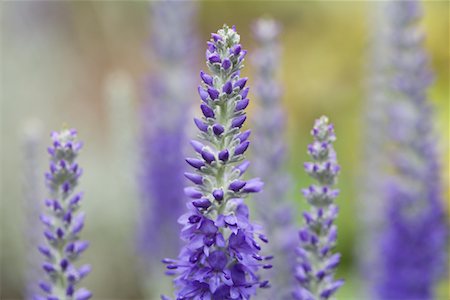 Gros plan des Lupins Photographie de stock - Rights-Managed, Code: 700-01614394