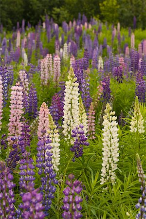 Field of Lupin Foto de stock - Con derechos protegidos, Código: 700-01614398