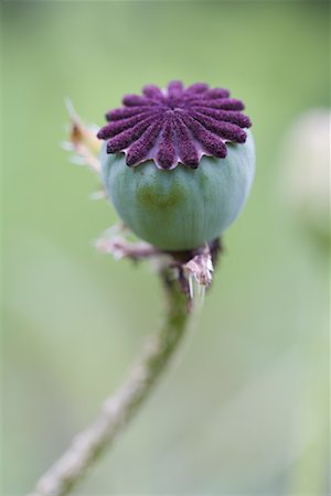 Close-up of Corn Poppy Pod Stock Photo - Rights-Managed, Code: 700-01614391