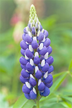 Close-up of Lupin Foto de stock - Con derechos protegidos, Código: 700-01614393