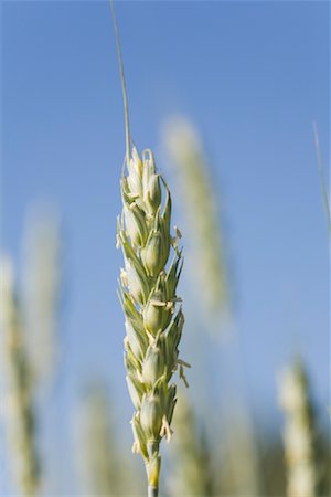 Close-up of Wheat Stock Photo - Rights-Managed, Code: 700-01614447