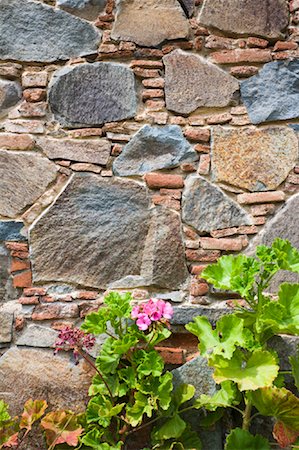 Geranium in Front of Stone Wall, Fikardou Village, Cyprus Foto de stock - Con derechos protegidos, Código: 700-01616791