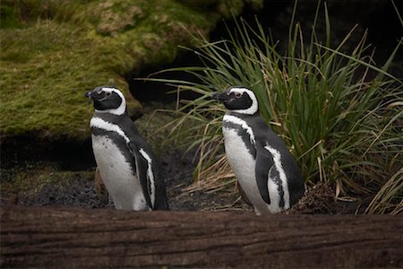 Magellanic Penguins, Chile, Patagonia Foto de stock - Con derechos protegidos, Código: 700-01616835