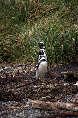 Magellanic Penguins, Chile, Patagonia Foto de stock - Con derechos protegidos, Código: 700-01616836
