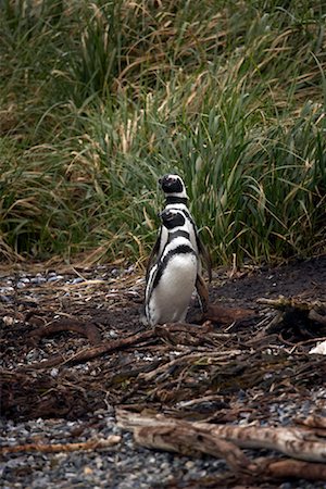 Magellan pingouins, Chili, Patagonie Photographie de stock - Rights-Managed, Code: 700-01616836