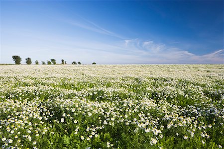 scenery with daisies - Champ de marguerites Photographie de stock - Rights-Managed, Code: 700-01617039