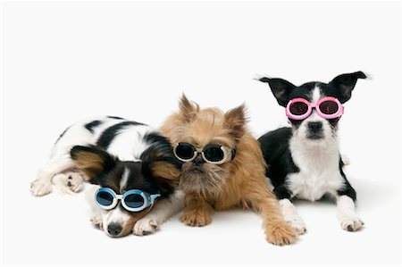 Papillon, Brussels Griffon und Boston Terrier tragen Doggles Stockbilder - Lizenzpflichtiges, Bildnummer: 700-01630321