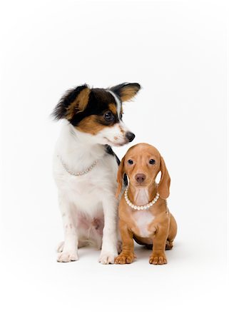 Papillon and Dachshund Stock Photo - Rights-Managed, Code: 700-01630323