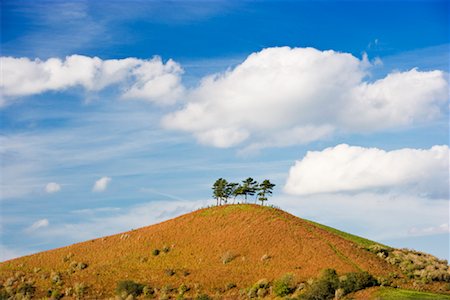 simsearch:700-02046434,k - Group of Trees on Hill, Dorset, England Foto de stock - Con derechos protegidos, Código: 700-01633108