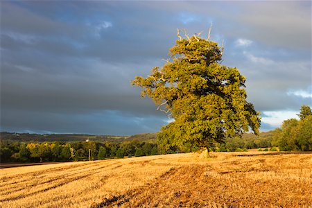 devonshire england - Field of Straw, Devon, England Stock Photo - Rights-Managed, Code: 700-01633102