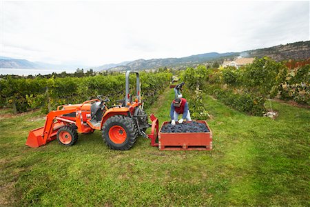 Farmer Harvesting Grapes, Naramata, Okanagan Valley, British Columbia, Canada Stock Photo - Rights-Managed, Code: 700-01646227