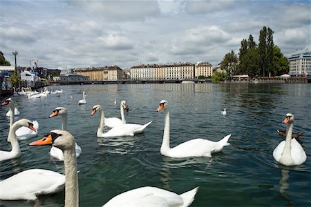 Swans on Lake Geneva, Geneva, Switzerland Foto de stock - Con derechos protegidos, Código: 700-01694369