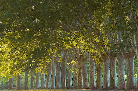 platane tree - Rangée d'arbres Carcassonne, France Photographie de stock - Rights-Managed, Code: 700-01695373