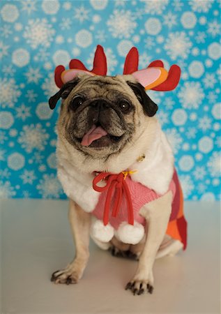 Pug in Christmas Outfit Foto de stock - Con derechos protegidos, Código: 700-01695680