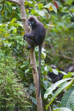 Portrait of Dusky Leaf Monkey, Mount Raya, Langkawi Island, Malaysia Stock Photo - Rights-Managed, Code: 700-01716736