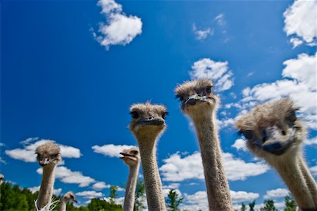 Ostrich Farm Stock Photo - Rights-Managed, Code: 700-01716807