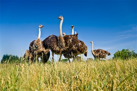 flock of birds in a clear sky - Ostrich Farm Stock Photo - Rights-Managed, Code: 700-01716816