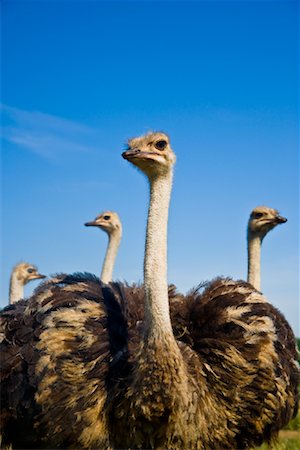 Ostrich Farm Stock Photo - Rights-Managed, Code: 700-01716817