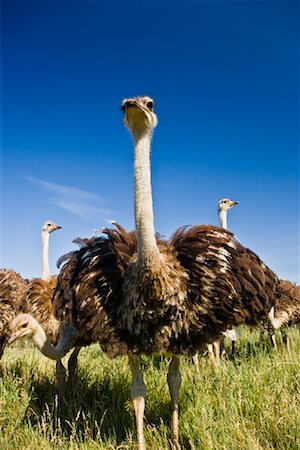 flock of birds in a clear sky - Ostrich Farm Stock Photo - Rights-Managed, Code: 700-01716819