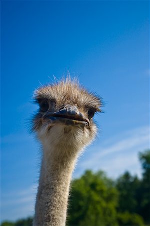 Portrait of Ostrich Foto de stock - Con derechos protegidos, Código: 700-01716810