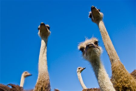 five animals - Ostriches Foto de stock - Con derechos protegidos, Código: 700-01716813