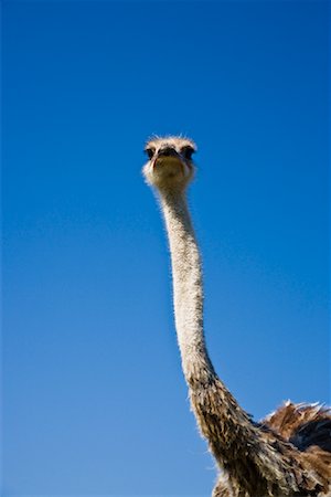 Ostrich Foto de stock - Con derechos protegidos, Código: 700-01716820