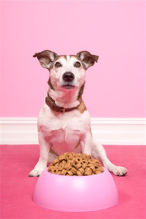 Jack Russell Terrier with Food Bowl Stock Photo - Rights-Managed, Code: 700-01716871