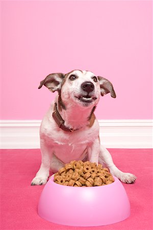 Jack Russell Terrier Eating Stock Photo - Rights-Managed, Code: 700-01716873