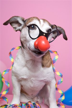 Jack Russell Terrier wearing Glasses and Clown Nose Stock Photo - Rights-Managed, Code: 700-01716894