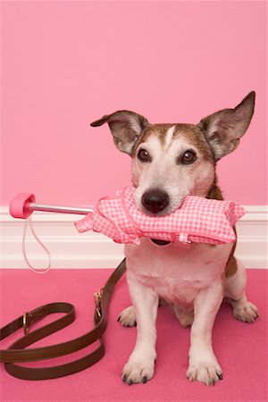 Jack Russell Terrier with Umbrella in Mouth Foto de stock - Con derechos protegidos, Código: 700-01716898