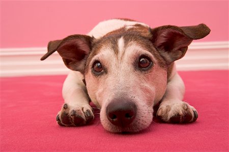 simsearch:700-01716892,k - Portrait de Jack Russell Terrier gisant sur le sol Photographie de stock - Rights-Managed, Code: 700-01716891