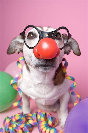 dog noses - Jack Russell Terrier Wearing Disguise Stock Photo - Rights-Managed, Code: 700-01716893