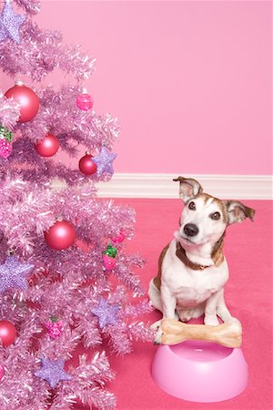 simsearch:700-01837706,k - Jack Russell Terrier avec os de chien à côté du sapin de Noël Photographie de stock - Rights-Managed, Code: 700-01716902