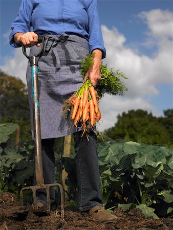 farmer and soil - Woman Holding Bunch of Carrots in Garden Stock Photo - Rights-Managed, Code: 700-01718036