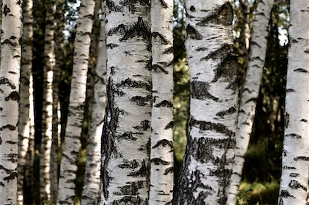 Bouleaux arbres Salzbourg, Land de Salzbourg, Autriche Photographie de stock - Rights-Managed, Code: 700-01742551