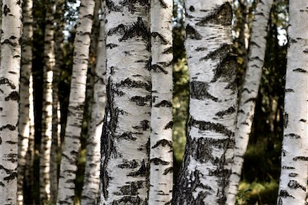 Birch Trees Salzburg, Salzburg Land, Austria Stock Photo - Rights-Managed, Code: 700-01742551