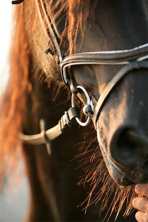 Head of Horse Foto de stock - Con derechos protegidos, Código: 700-01742705