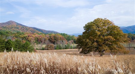 Cades Cove, Great Smokey Mountains National Park, Tennessee, USA Stock Photo - Rights-Managed, Code: 700-01755549