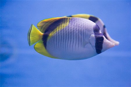 Lined Butterflyfish Stock Photo - Rights-Managed, Code: 700-01764305