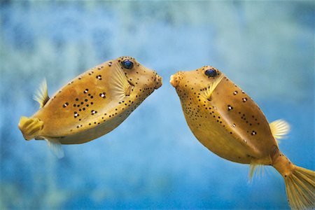 faire la cour - Deux poissons jaunes Photographie de stock - Rights-Managed, Code: 700-01764306